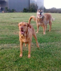 Bear and Princess-613-532-984 Bear and Princess-613-532-984
